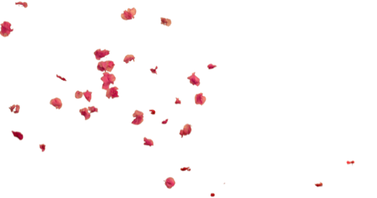 (4K) Falling Flower Petals 6