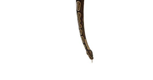 (4K) Python Hanging 1