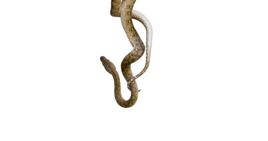 (4K) Python Hanging 2