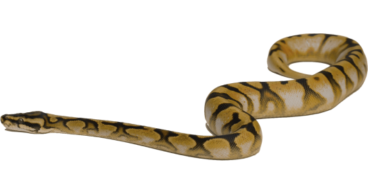 (4K) Python On Ground 1