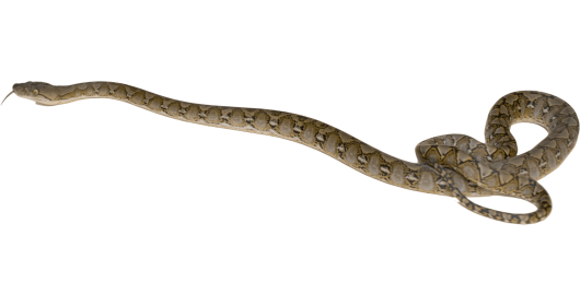 (4K) Python On Ground 2