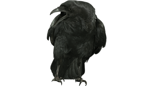 (4K) Raven Perched Cawing 1