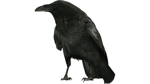 (4K) Raven Perched Cawing 2