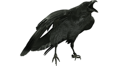 (4K) Raven Perched Cawing 3