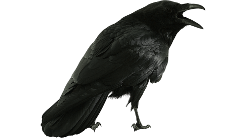 (4K) Raven Perched Cawing 4