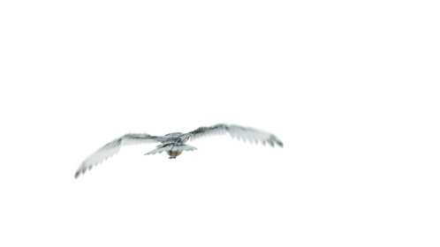 (4K) Seagulls Droneshot Rear