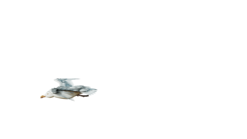 (4K) Seagulls Droneshot Side