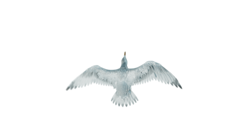 (4K) Seagulls Droneshot Top