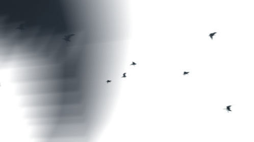 (4K) Seagulls Flock Closeup 3
