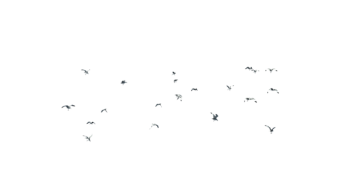 (4K) Seagulls Flock Side 3