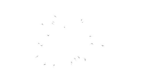 (4K) Seagulls Flock Top 1