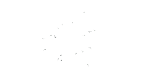 (4K) Seagulls Flock Top 3