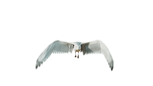 (4K) Seagulls Loop 1 Front