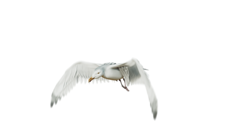 (4K) Seagulls Loop 1 Front Quarter