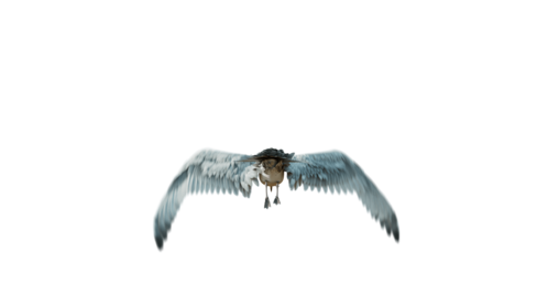 (4K) Seagulls Loop 1 Rear