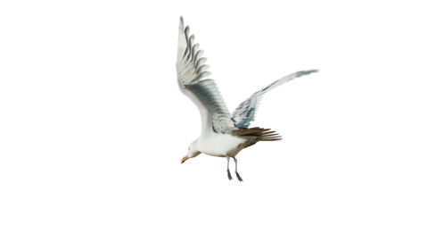 (4K) Seagulls Loop 1 Rear Quarter
