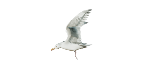 (4K) Seagulls Loop 1 Side