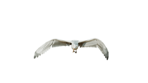 (4K) Seagulls Loop 2 Front