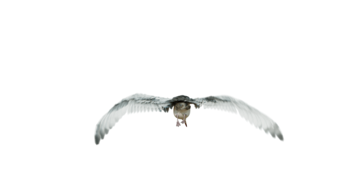 (4K) Seagulls Loop 2 Rear