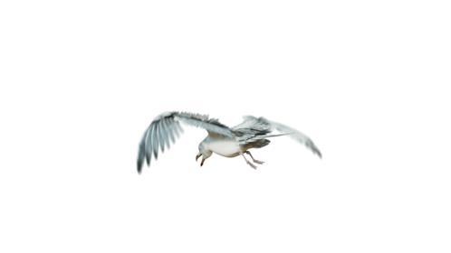 (4K) Seagulls Loop 2 Rear Quarter