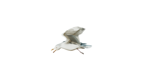 (4K) Seagulls Loop 2 Side
