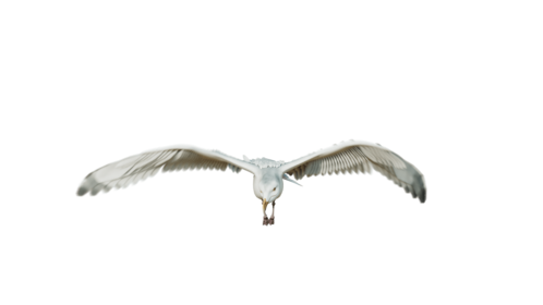 (4K) Seagulls Loop 3 Front