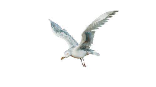 (4K) Seagulls Loop 3 Front Quarter