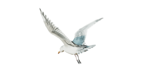 (4K) Seagulls Loop 3 Rear Quarter