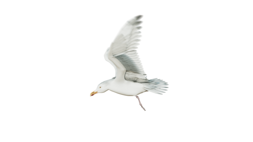 (4K) Seagulls Loop 3 Side