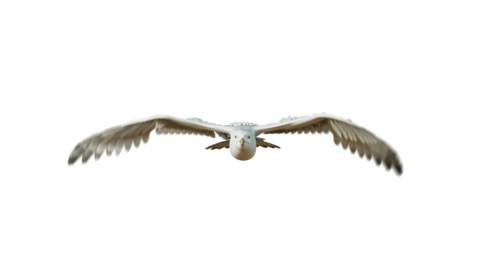 (4K) Seagulls Loop 4 Front