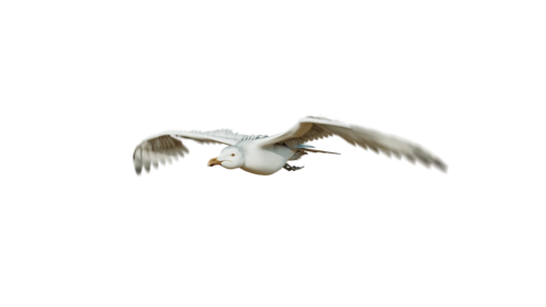 (4K) Seagulls Loop 4 Front Quarter