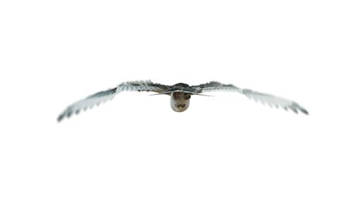(4K) Seagulls Loop 4 Rear