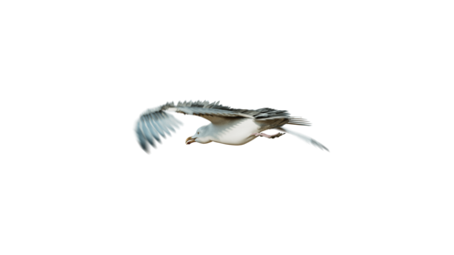 (4K) Seagulls Loop 4 Rear Quarter