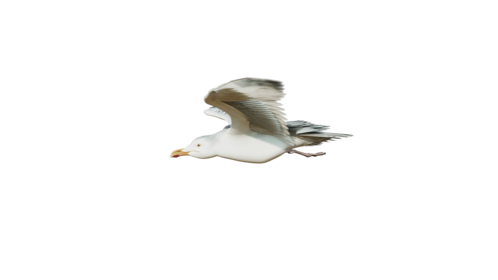 (4K) Seagulls Loop 4 Side