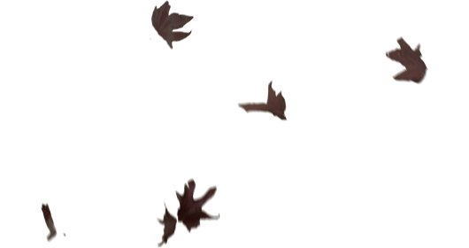 (4K) Slomo Leaves Falling 10