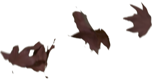 (4K) Slomo Leaves Falling 11