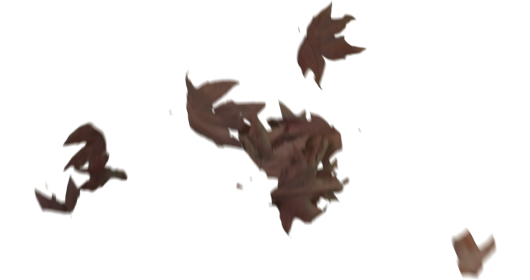 (4K) Slomo Leaves Falling 16