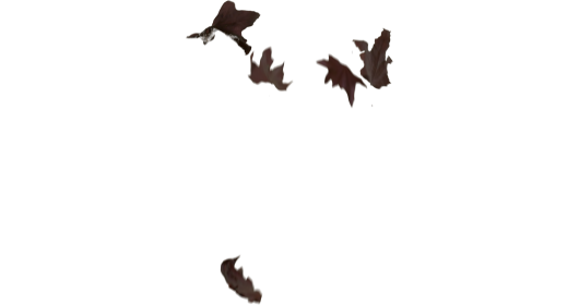 (4K) Slomo Leaves Falling 5