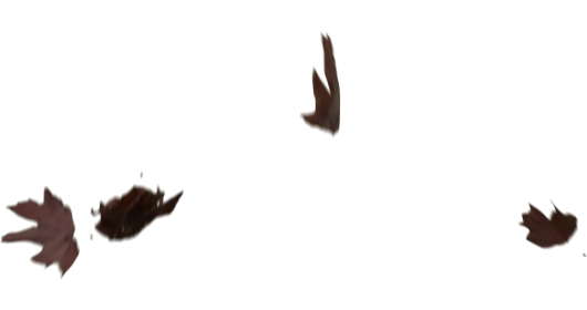 (4K) Slomo Leaves Falling 6