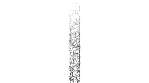 (4K) Vines Growing On Pillar 2