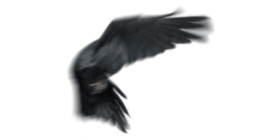 (6K) Raven Flying Across Screen 1