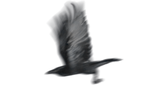 (6K) Raven Flying Across Screen 2