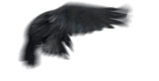 (6K) Raven Flying Across Screen 4