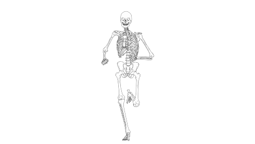 Cartoon Skeleton Running Front 