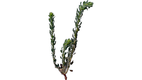 Desert Plant 1 Gust 2