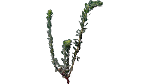 Desert Plant 2 Gust 5