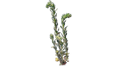 Desert Plant 3 Gust 5