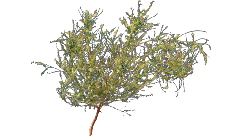Desert Plant 4 Gust 1