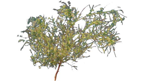 Desert Plant 4 Windy 1