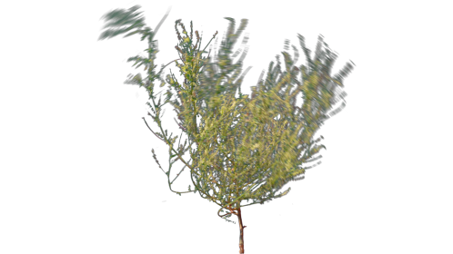 Desert Plant 5 Windy 1